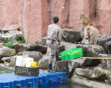 Photo for Red faced monkey family eating corns, fresh produces feeding by zoo keeper in uniform with belt radio, riverside rocky natural climbing habitat, floating structure, plastic crates containers. Vietnam - Royalty Free Image