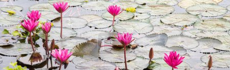 Panorama small pond dense of floating water lily round green leaves surrounding pink blossom lilies flower ultra violet, water hyacinth, Nymphaeaceae is popular in tropical climate. Background