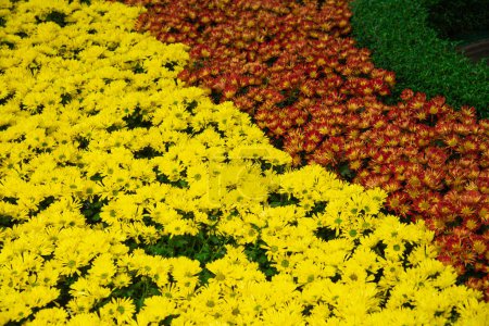 Photo for Blended arrangement dense of yellow and dark purple daisies garden mums chrysanthemums pattern nature background, blossom semi-double blooms patch field at heirloom botanic garden, Nha Trang. Vietnam - Royalty Free Image
