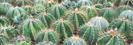 Foto de Panorama denso de Ferocactus o Cactus barril cactus puntiagudo acanalado forma esférica barril espinas grandes y pequeñas flores en exhibición jardín botánico tropical en Nha Trang, Vietnam, plantas de la casa. Naturaleza - Imagen libre de derechos