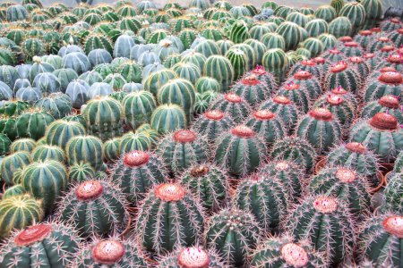 Photo for Assorted colorful display of Ferocactus, Barrel Cactus, Coryphantha elephantidens cactus house plants spherical shape large spines small flowers on display tropical botanic garden, Nha Trang. Vietnam - Royalty Free Image