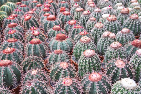 Photo for Red purple and white flowers of Ferocactus or Barrel Cactus cacti spiky ribbed barrel spherical shape large spines display tropical botanic garden, Nha Trang, Vietnam, house plants. Nature background - Royalty Free Image