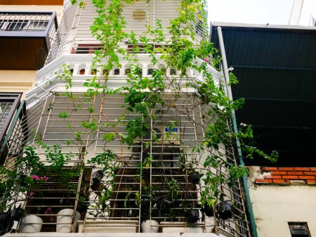 Photo for Vining, climbing house plants over steel cages enclosed balconies apartment block in downtown Hanoi popular tiger cages or bird nest problem issue blocking routes for firefighters fire blaze. Vietnam - Royalty Free Image