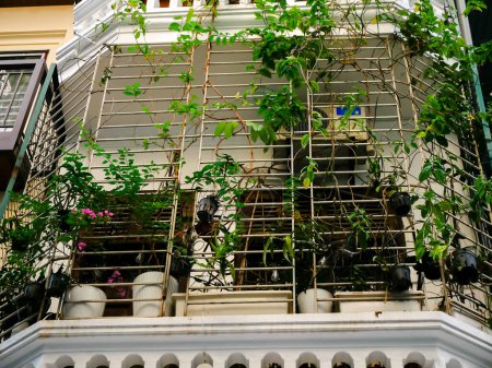 Photo for Close-up steel cages enclosed balconies with vining plants of apartment block in downtown Hanoi popular tiger cages or bird nest problem issue blocking routes for firefighters if fire blaze. Vietnam - Royalty Free Image