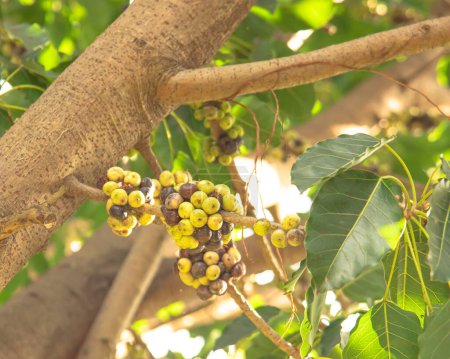 Téléchargez les photos : Grande grappe de figuiers asiatiques ou Ficus racemosa, figuier rouge de rivière, gulaire, poussent sur le tronc d'arbre ou à proximité appelé chou-fleur dans le verger de fruits tropicaux à Nha Trang. Viêt Nam - en image libre de droit