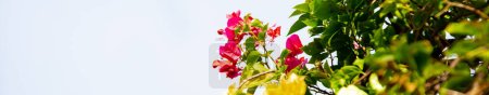 Panorama blended of yellow, orange, pink Bougainvillea flowers blooming under blue sky in Nha Trang, Vietnam, genus of tropical thorny ornamental vines, bushes belonging to four o clock family. Asia