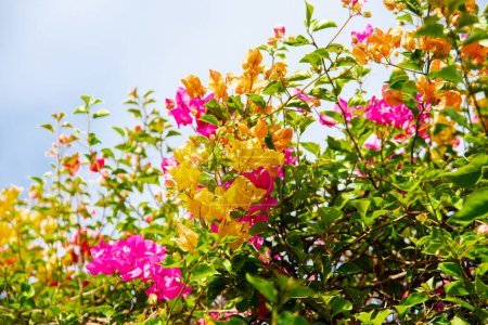 Hermosa mezcla de flores de Bougainvillea amarillas, naranjas y rosadas que florecen bajo el cielo azul en Nha Trang, Vietnam, género de vides ornamentales espinosas tropicales, arbustos pertenecientes a la familia de las cuatro. Países Bajos