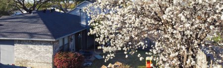 Panorama blooming white flower of Bradford pear or Pyrus calleryana, Callery at typical backyard suburban single family home, Dallas, Texas, springtime blossom near roof shingles, wooden fence. USA