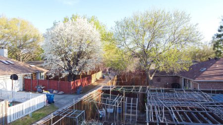 Bamboo trellis and arbors at backyard garden of suburban residential houses, full blossom white flower of Bradford pear, Pyrus calleryana, Callery, suburbs Dallas, Texas, wooden fence, clear sky. USA