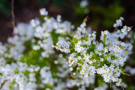 Selektiver Fokus Thunberg Spirea oder Spiraea Thunbergii Busch blühen, Wirbel von kleinen weißen Blüten erscheint sehr früh im Frühling, Dallas, Texas, Zwergkompaktstrauch kräftige Blütendecke gebogenen Stielen. USA