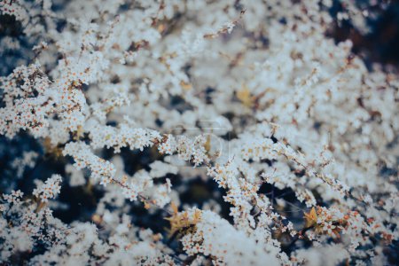 Getönte Foto bogenförmige Zweige tragen Thunberg Spirea oder Spiraea Thunbergii Buschblüte, Wirbel von kleinen weißen Blüten erscheint im frühen Frühling, Dallas, Texas, Zwergkompaktstrauch kräftige Blume. USA