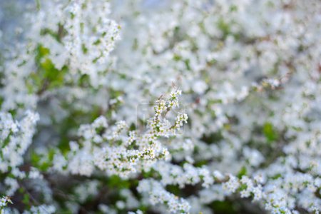 Selektiver Fokus Thunberg Spirea oder Spiraea Thunbergii Busch blühen, Wirbel von kleinen weißen Blüten erscheint sehr früh im Frühling, Dallas, Texas, Zwergkompaktstrauch kräftige Blütendecke gebogenen Stielen. USA