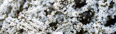Panorama bogenförmige Äste Stämme tragen Thunberg Spirea oder Spiraea Thunbergii Buschblüte, Wirbel von kleinen weißen Blüten erscheint im frühen Frühling, Dallas, Texas, Zwergkompaktstrauch kräftige Blume. USA