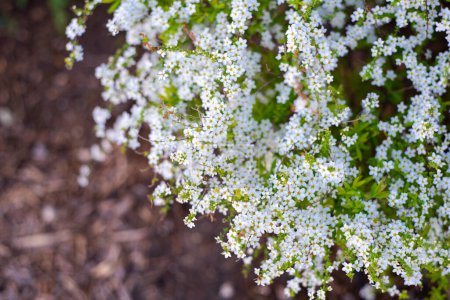Blüte Spiraea Thunbergii sprießen weiße Blüten wieder braun reiche Komposterde Hintergrund im Vorgarten eines Vororthauses in Dallas, Texas, Zwergkompaktstrauch kräftige Blütendecke bogenförmige Stängel. USA
