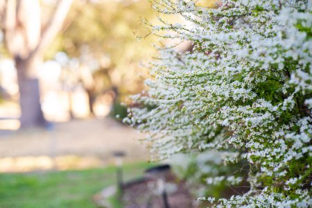 Paisajismo patio delantero ribete césped herboso y flor Thunberg Spirea flor arbusto, ráfaga de pequeñas flores blancas aparece muy principios de primavera, Dallas, Texas, tallos arqueados cubierta de arbusto compacto enano. Estados Unidos
