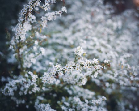 Toned photo arching branches stems carry Thunberg Spirea or Spiraea Thunbergii bush blossom, flurry of small white flowers appears early Spring, Dallas, Texas, dwarf compact shrub vigorous flower. USA