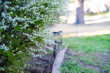 Curved brick landscaping with blossom Thunberg Spirea bush blossom, blurry solar lighting, flurry small white flowers appears very early Spring, Dallas, Texas, dwarf compact shrub arching stems. USA