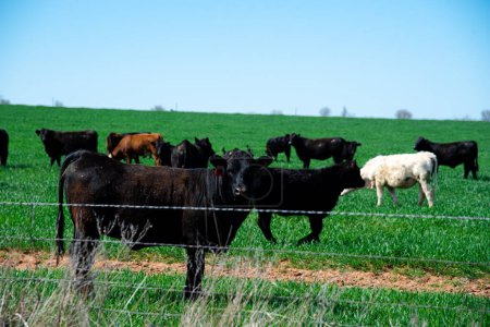 Group of black Angus cattle cows standing grazing green grass with ear tags behind galvanized barbed wire fencing free range ranch, North Texas, valuable livestock herds, rural farming location. USA