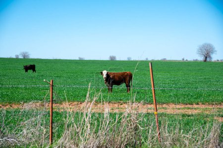 Las vacas de cejas y ganado negro en el gran campo de prados de hierba verde rancho de campo libre en el norte de Texas, alambre de púas galvanizado y cercas de poste protegen el pastoreo de ganado valioso en la ubicación de la agricultura rural. Estados Unidos