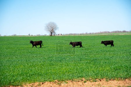 Three black Angus cattle cows walking on large green grass field free range ranching horizontal line, rural North Texas area, valuable livestock herd, agriculture and farming industry background. USA