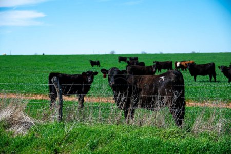 Gruppe schwarzer Angus-Rinder auf der Weide, grünes Gras mit Ohrmarken hinter verzinktem Stacheldraht, umzäunte Freilandfarm, Nordtexas, wertvolle Viehherden, ländliche Landwirtschaft. USA