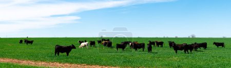 Panorama cloud blue sky over large free ranch grass fed cattle cows farm with diverse group brown, charolais, black Angus cattle cows grazing, galvanized barbed wire post fencing protect, Texas. USA