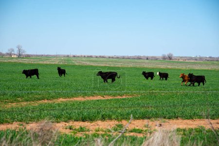 Farming and ranching black Angus cattle cows cattle to horizontal line, rural North Texas area, large green grass field meadow feeding valuable livestock herd, galvanized barbed wire post fencing. USA