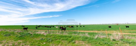 Panorama wolkenblauer Himmel über großer freier Ranch Gras gefüttert Rinderfarm mit verschiedenen Gruppen braun, charolais, schwarze Angus-Rinder Kühe weiden, verzinkte Stacheldrahtzäune schützen, Texas. USA