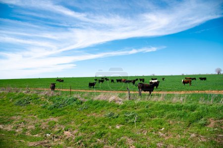 Sonniger wolkenblauer Himmel über einer großen grasbewachsenen Rinderfarm mit verschiedenen Gruppen brauner, charolais, schwarzer Angus-Rinder-Kühe auf der Weide, verzinktem Stacheldraht und Pfostenzäunen schützen Texas. USA