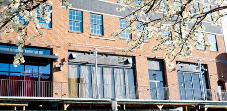Historic multistory brick building with blossom Bradford Pear tree along canal river walk at Bricktown entertainment district, travel destination attractions in Oklahoma, sunny clear blue sky. USA