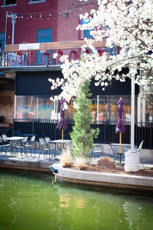 Hermoso árbol de pera Bradford floreciente a lo largo del canal restaurante junto al río con silla de mesa al aire libre, asientos de balcón, fondo histórico edificio de ladrillo en el distrito de entretenimiento Bricktown, OKC. Estados Unidos