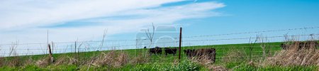 Panorama view barbed wire fencing and post under sunny cloud blue sky over free ranch farming cattle cow grazing in rural location North Texas, livestock ranching large herds of animal, farming. USA