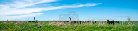 Panorama view barbed wire fencing and post under sunny cloud blue sky over free ranch farming cattle cow grazing in rural location North Texas, livestock ranching large herds of animal, farming. USA