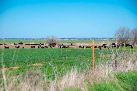 Rolling farmland with organic grass fed, water pond, shade trees and large herds of black Aberdeen Angus and Charolais cattle cows grazing, drinking water at free ranch livestock farming in Texas. USA