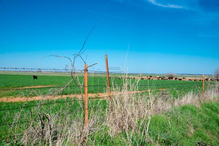 Weather T-post and barbed wire fencing over large ranch farmland with huge herds of Aberdeen Angus cattle cows grazing, grass feed, livestock ranching under sunny cloud blue sky, agriculture. USA