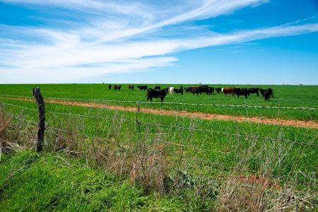 Large herds of black Aberdeen Angus and Charolais cattle cows grazing on large ranch farmland horizontal line with barbed wire fencing post protection in rural North Texas, livestock ranching. USA