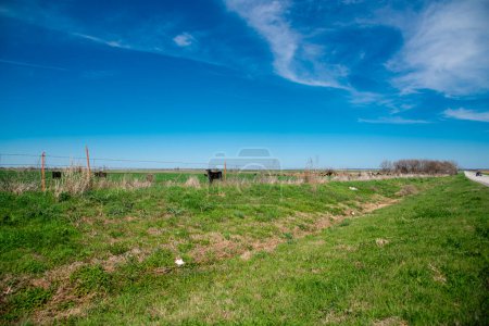 Rancho al lado de la carretera con alambre de púas poste de esgrima protege ganado valioso Aberdeen vacas de ganado Angus alimentado con hierba, cielo azul nube soleado, granjas rancho libre grandes manadas de pastoreo de animales, la agricultura. Estados Unidos