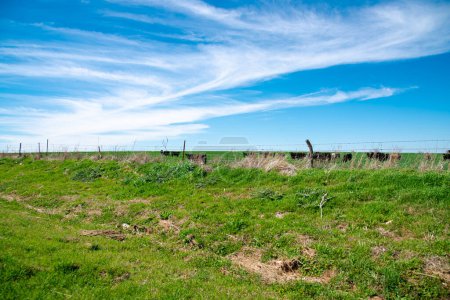 Stacheldrahtzäune und Pfosten unter sonnigem wolkenblauem Himmel über der freien Ranch, auf der Kühe grasen, in ländlicher Lage in Nordtexas, Viehzucht mit großen Tierherden, Grenzschutz für landwirtschaftliche Betriebe. USA