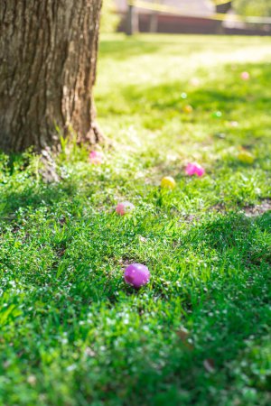 Colorful plastic Easter eggs around mature tree trunk green grass in Church backyard ready for kids Easter eggs hunting collecting tradition game in Dallas, Texas, Christian holiday celebration. USA