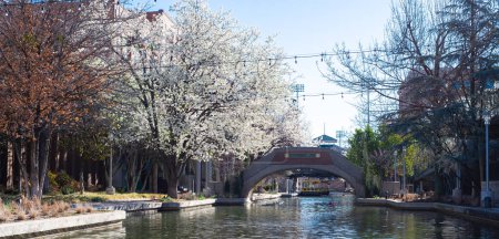 Beautiful blossom Bradford Pear trees along canal with outdoor string lights overhead decoration, Bricktown, Entertainment District in Oklahoma City, travel destination and tourist attractions. USA