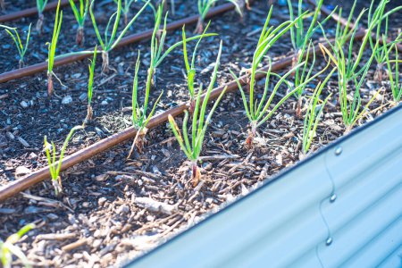 Zwiebelsetzlinge, die auf einem metallenen Hochbeet mit Tropfbewässerungssystem im Hinterhofgarten in Dallas, Texas, wachsen, recyclebarer korrosionsbeständiger Wachstumsbehälter mit jungen grünen Schalotten. USA