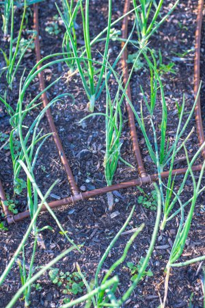 Von oben betrachtet wachsen grüne Zwiebeln auf reichhaltigem Kompostmulchboden mit Tropfbewässerungssystem im Hinterhofgarten in Dallas, Texas, auf einem städtischen Gehöft, das Container mit jungen grünen Schalotten anbaut. USA