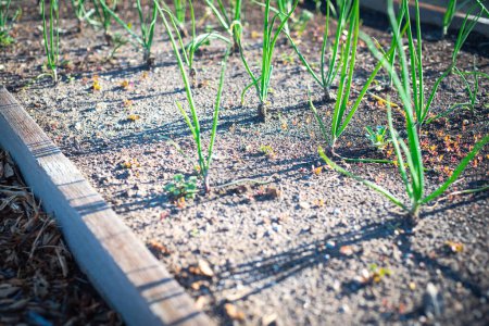 Wooden raised bed with young green onions growing on rich compost soil at backyard garden in Dallas, Texas, urban homestead farm growing container with green scallion plants, organic homegrown. USA