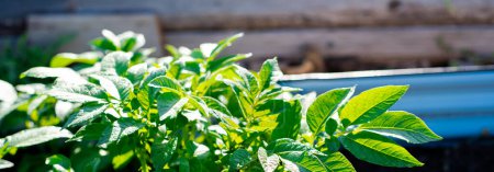 Panorama potato plants growing on coated metal raised garden beds made of corrosion-resistant steel, rich compost soil, early morning light at backyard garden in Dallas, Texas, homegrown potatoes. USA