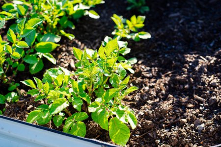 Healthy potato plants growing on aluzinc coated metal raised garden beds made of corrosion-resistant steel, rich compost soil, early morning light at backyard in Dallas, Texas, homegrown potatoes. USA