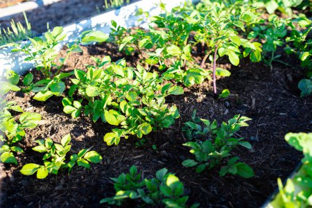 Pommes de terre vue de dessus plante poussant sur des lits de jardin en acier aluzinc ondulé en métal surélevé avec un sol riche en compost, lumière du matin tôt dans le jardin arrière-cour à Dallas, Texas, pomme de terre biologique cultivée à domicile. États-Unis