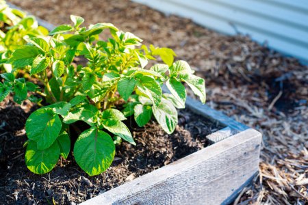 Wooden raised bed with strong potato plants growing near aluzinc corrugated metal raised garden container, mulch, rich compost soil, early morning light in Dallas, Texas, organic homegrown potato. USA