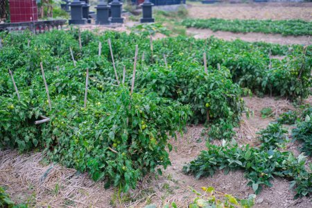 Patata dulce y tomates verdes que crecen en estacas de bambú en la granja tradicional cerca de la fila del cementerio de tumbas en Thai Binh, Delta del Río Rojo del norte de Vietnam, mantillo de paja de tomate arbusto verde. Agricultura