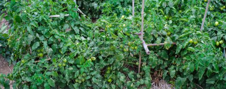 Panorama ver tomate determinado creciendo en fila con estacas de bambú apoyo, mantillo de paja en la granja tradicional en Thai Binh, Delta del Río Rojo del norte de Vietnam, carga de tomates arbusto verde. Agricultura