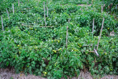 Determinate tomato growing on row with bamboo stakes support, straw mulch at traditional homestead farm in Thai Binh, Red River Delta of Northern Vietnam, load of green bush tomatoes. Agriculture